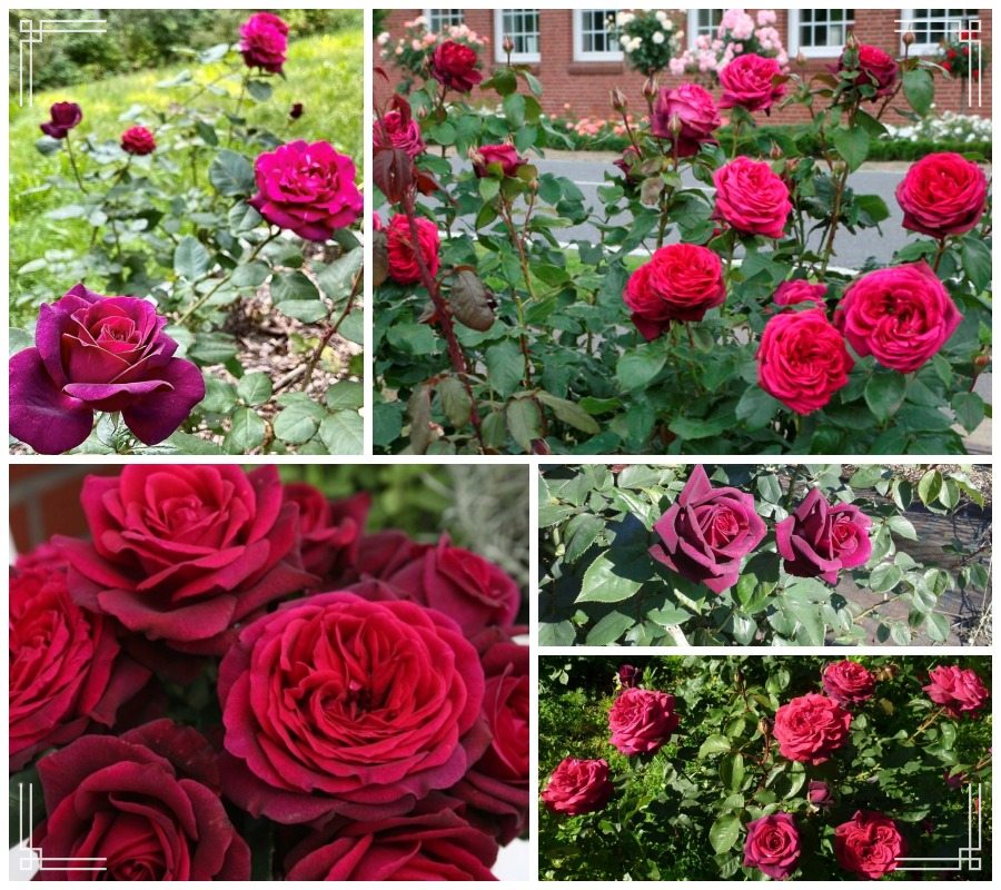 Grafin Diana róża wielkokwiatowa